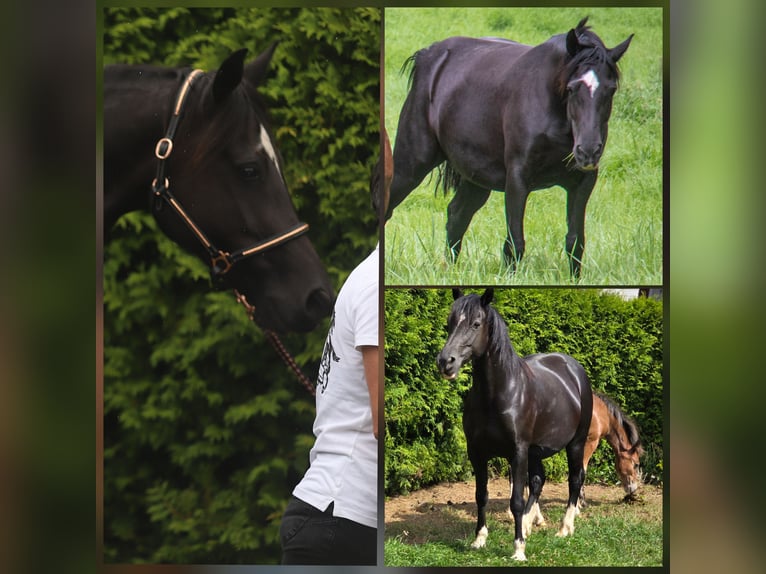 Welsh D (Cob) Stallion Foal (03/2026) Brown in Meinhard