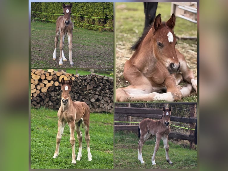 Welsh D (Cob) Stallion Foal (03/2026) Brown in Meinhard