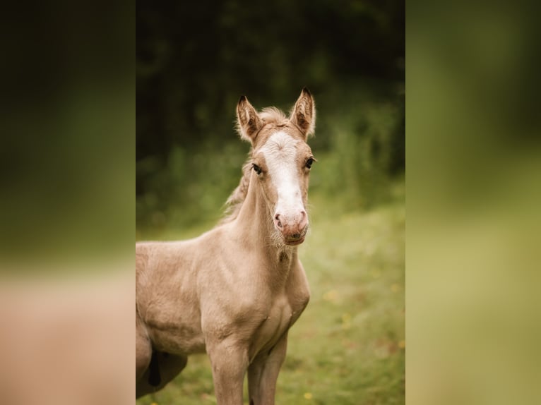 Welsh D (Cob) Stallion Foal (05/2026) Buckskin in Eschwege