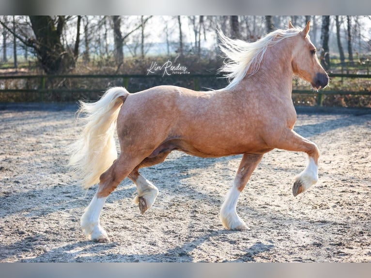 Welsh D (Cob) Stallion Foal (05/2026) Buckskin in Noordbeemster