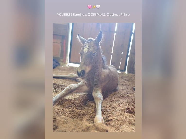 Welsh D (Cob) Stallion Foal (04/2026) Buckskin in Meinhard