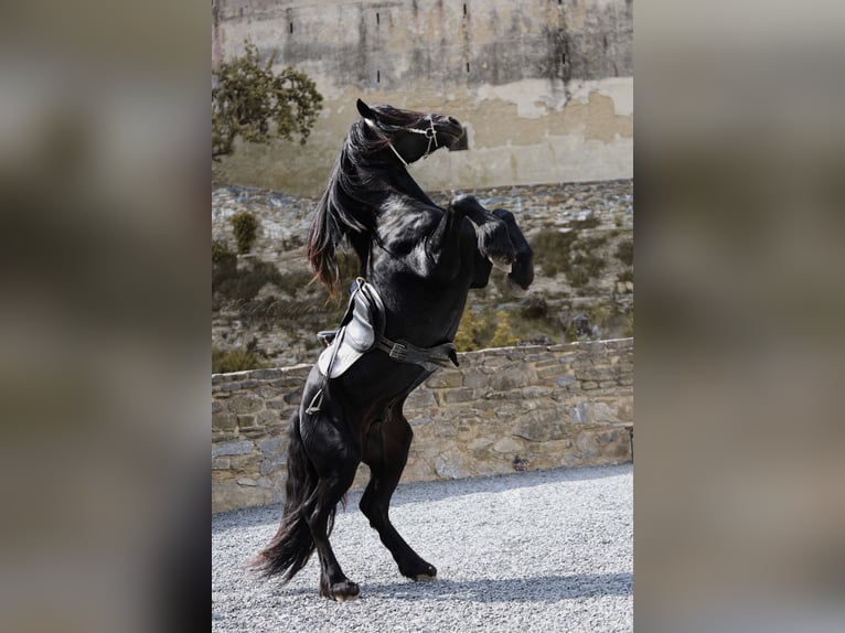 Welsh-D Étalon 11 Ans 153 cm  in Paseka-Karlov