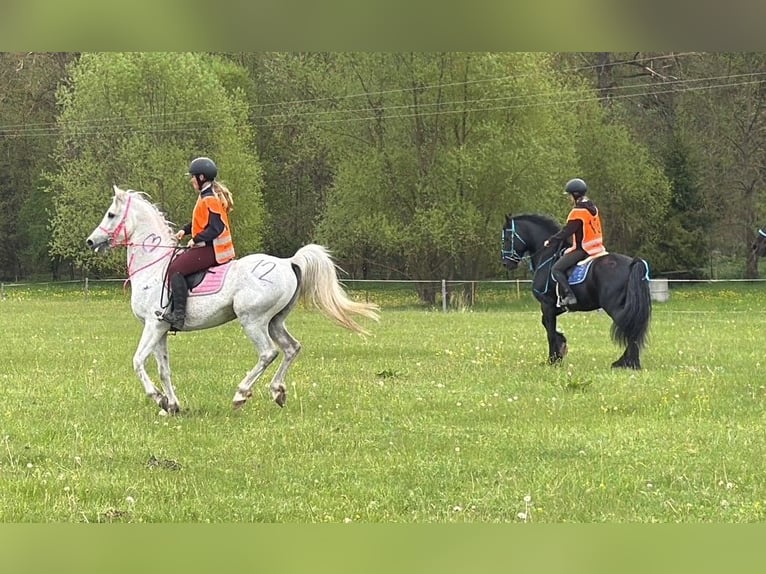 Welsh-D Étalon 11 Ans 153 cm  in Paseka-Karlov
