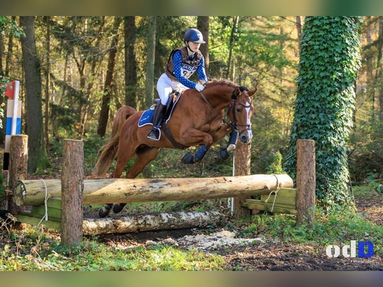 Welsh-D Étalon 15 Ans 148 cm Alezan in Schoonrewoerd