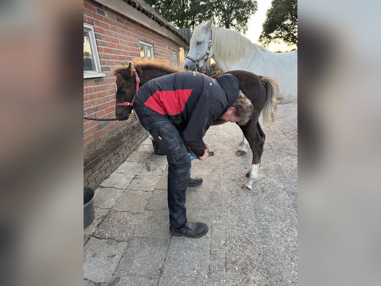 Welsh-D Étalon 1 Année 146 cm Alezan brûlé in Anderen