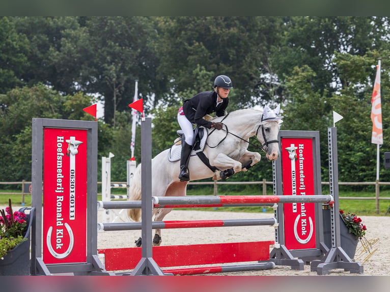 Welsh-D Étalon 1 Année 146 cm Alezan brûlé in Anderen