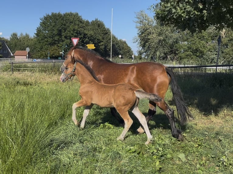 Welsh-D Étalon 1 Année 148 cm Bai in Haren
