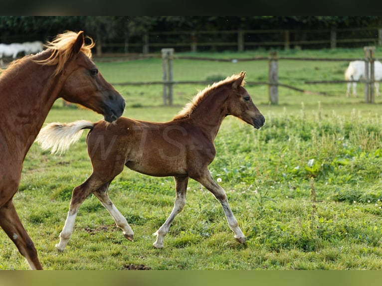 Welsh-D Étalon 1 Année 150 cm Alezan in Meerbusch