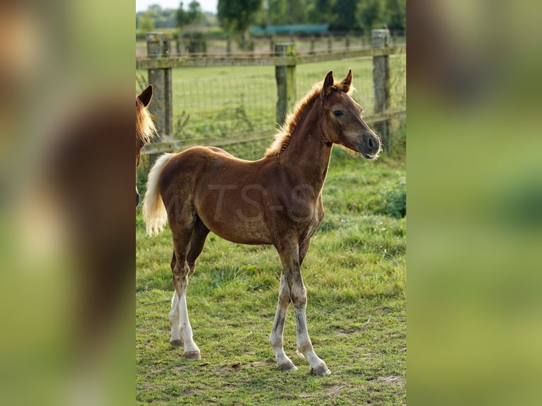 Welsh-D Étalon 1 Année 150 cm Alezan in Meerbusch