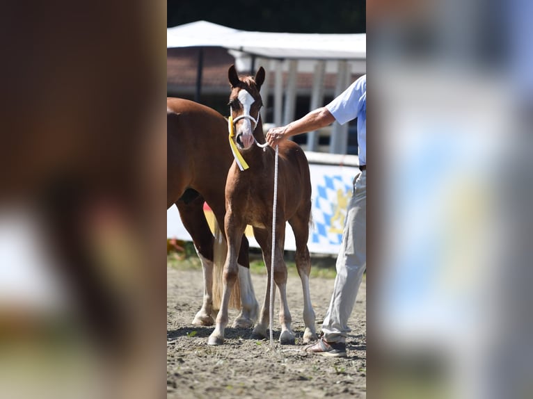 Welsh-D Étalon 1 Année 150 cm Alezan in Bad Vöslau