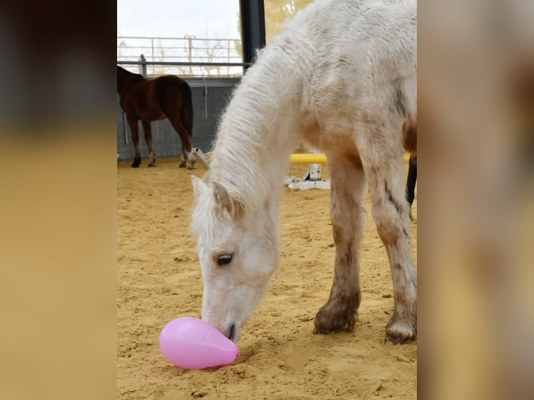 Welsh-D Étalon 1 Année Palomino in Langenselbold