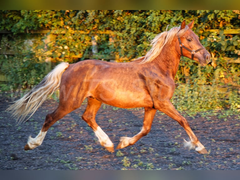 Welsh-D Étalon 2 Ans 150 cm Alezan in Meerbusch