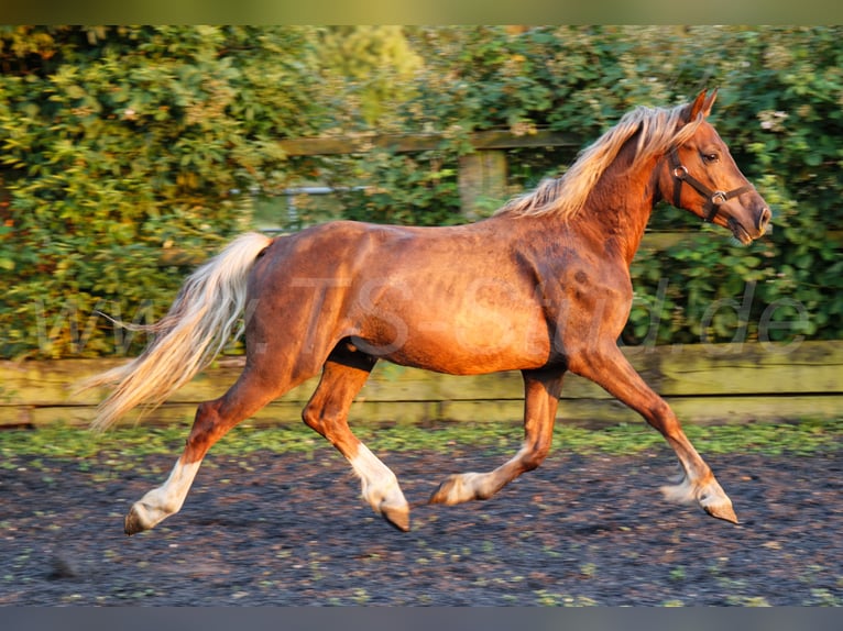 Welsh-D Étalon 2 Ans 150 cm Alezan in Meerbusch