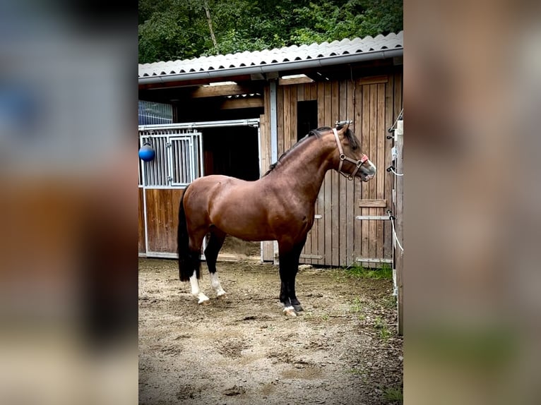 Welsh-D Étalon 4 Ans 143 cm Bai in BimöhlenBad Bramstedt