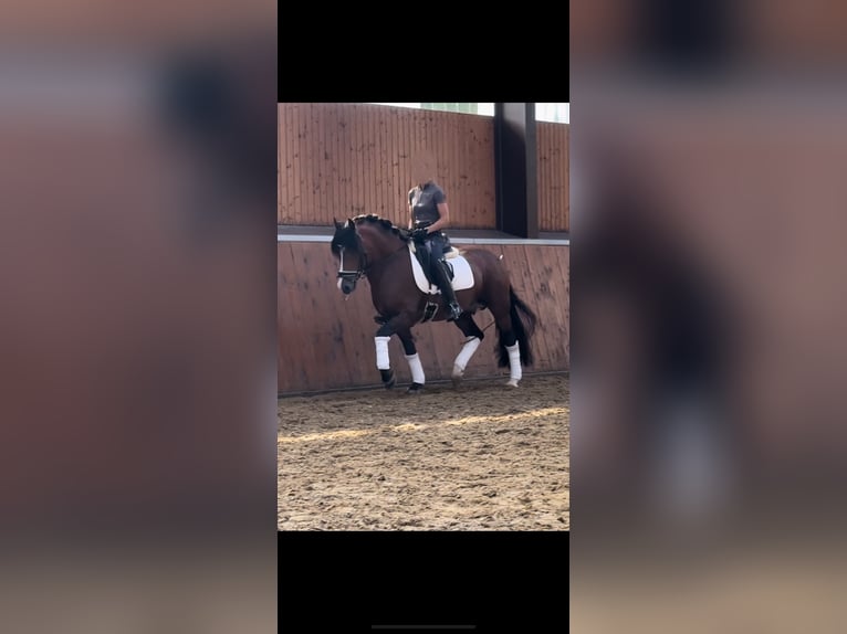 Welsh-D Étalon 4 Ans 143 cm Bai in BimöhlenBad Bramstedt