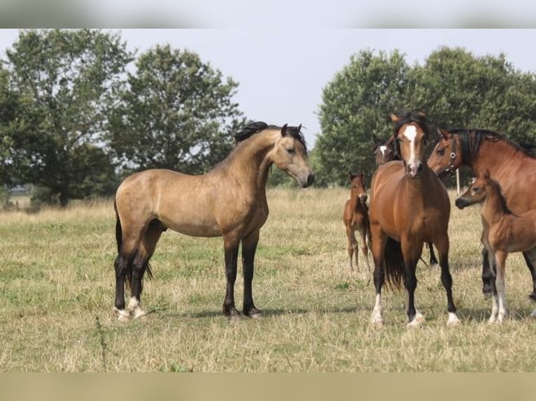 Welsh-D Étalon 4 Ans 152 cm Buckskin in Ringsted