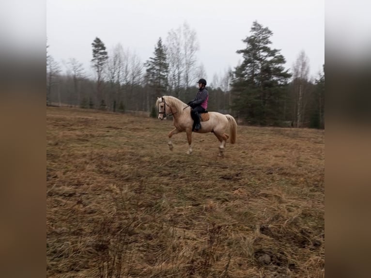 Welsh-D Étalon 4 Ans 153 cm Palomino in Rezekne