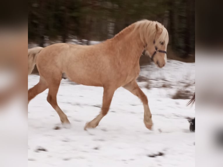 Welsh-D Étalon 4 Ans 153 cm Palomino in Rezekne