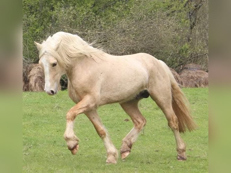 Welsh-D Étalon 4 Ans 153 cm Palomino in Rezekne