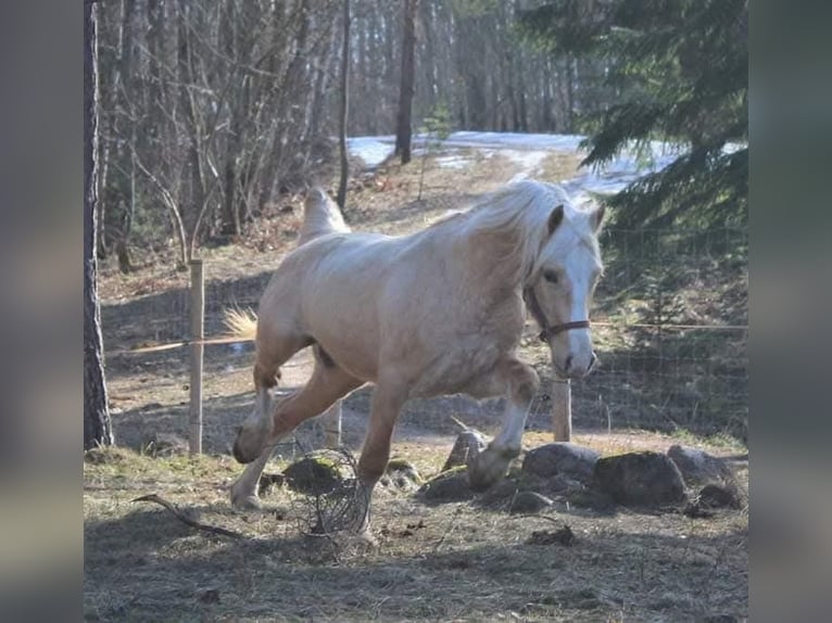 Welsh-D Étalon 4 Ans 153 cm Palomino in Rezekne