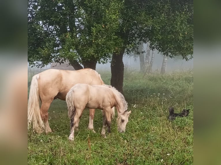 Welsh-D Étalon 4 Ans 153 cm Palomino in Rezekne