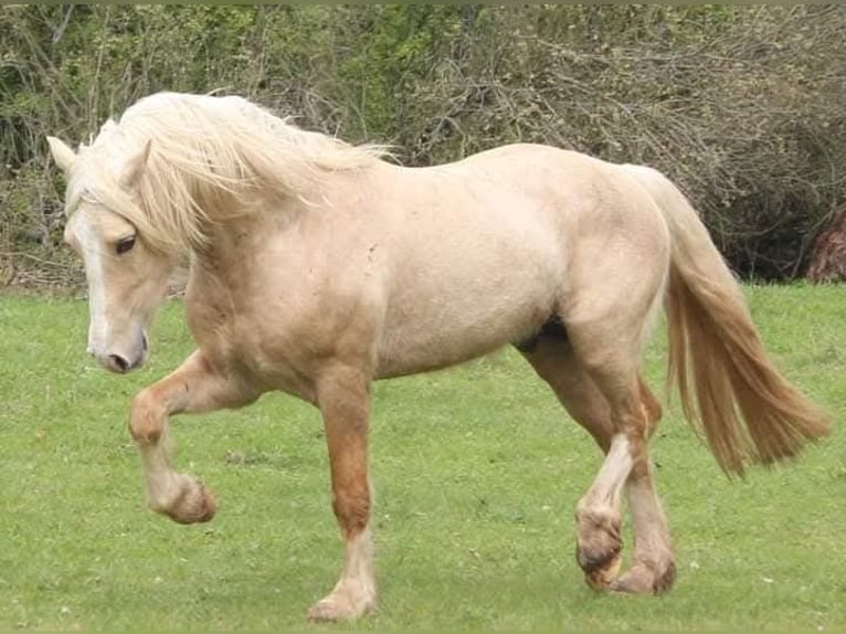 Welsh-D Étalon 4 Ans 153 cm Palomino in Rezekne