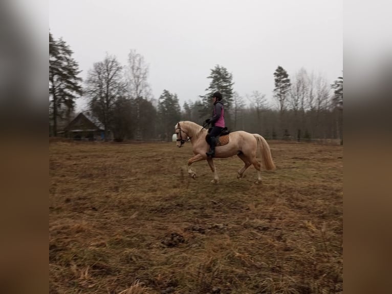 Welsh-D Étalon 4 Ans 153 cm Palomino in Rezekne