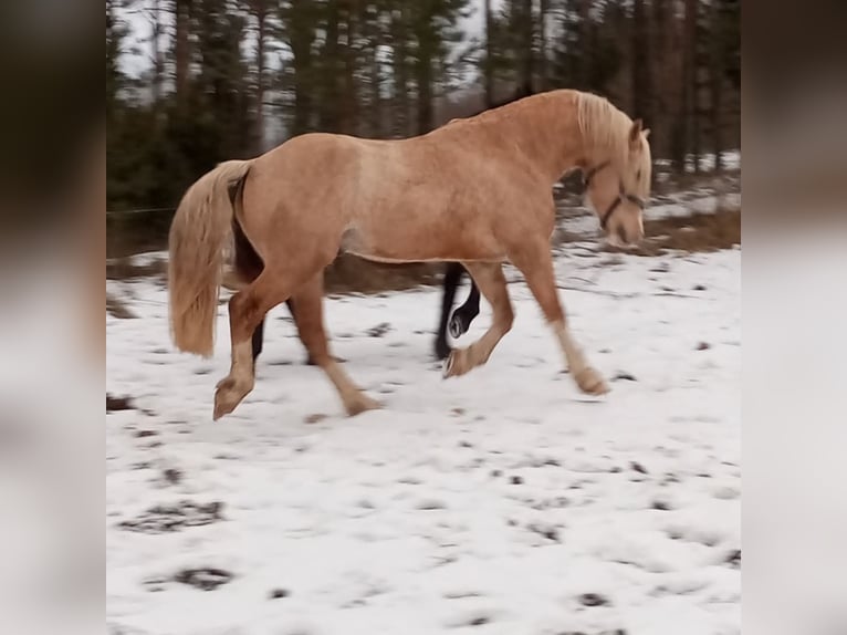 Welsh-D Étalon 4 Ans 153 cm Palomino in Rezekne