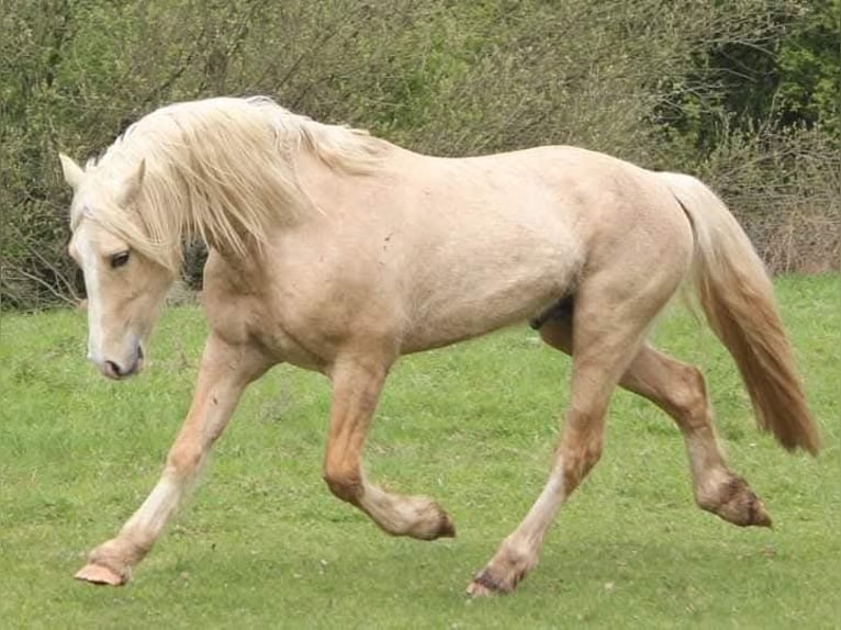 Welsh-D Étalon 4 Ans 153 cm Palomino in Rezekne