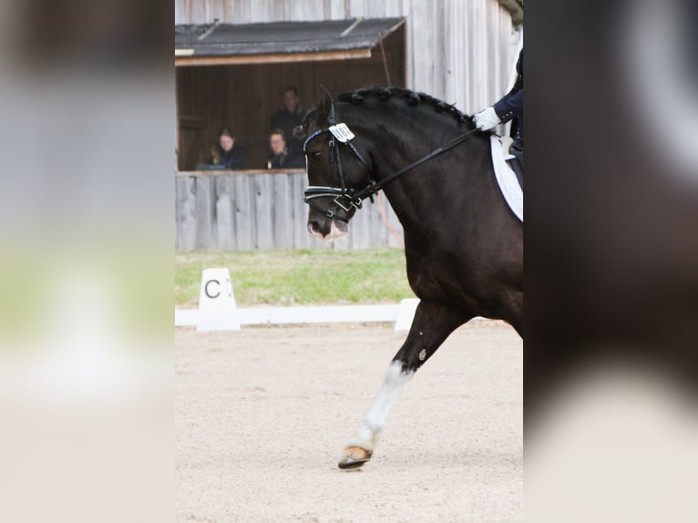 Welsh-D Étalon 8 Ans 144 cm Noir in Preetz