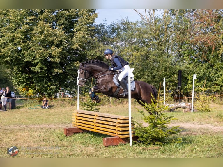 Welsh-D Étalon 8 Ans 144 cm Noir in Preetz