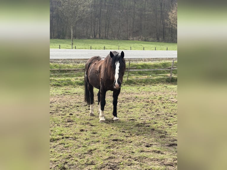 Welsh-D Croisé Étalon 8 Ans 155 cm Noir in Bad Ems