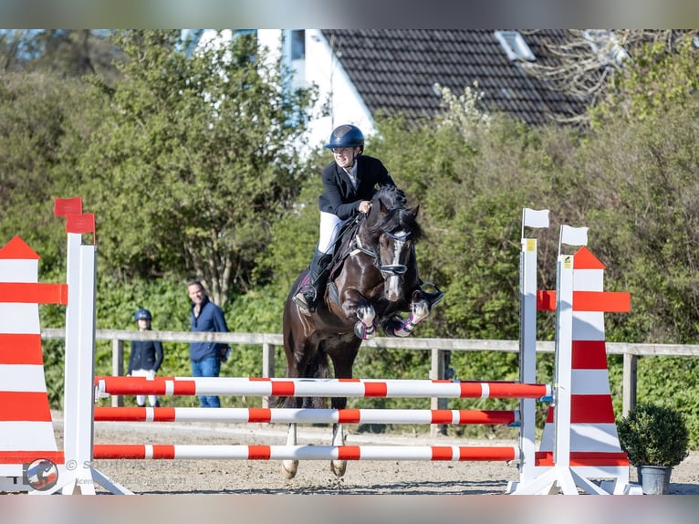 Welsh-D Étalon 9 Ans 144 cm Noir in Wakendorf