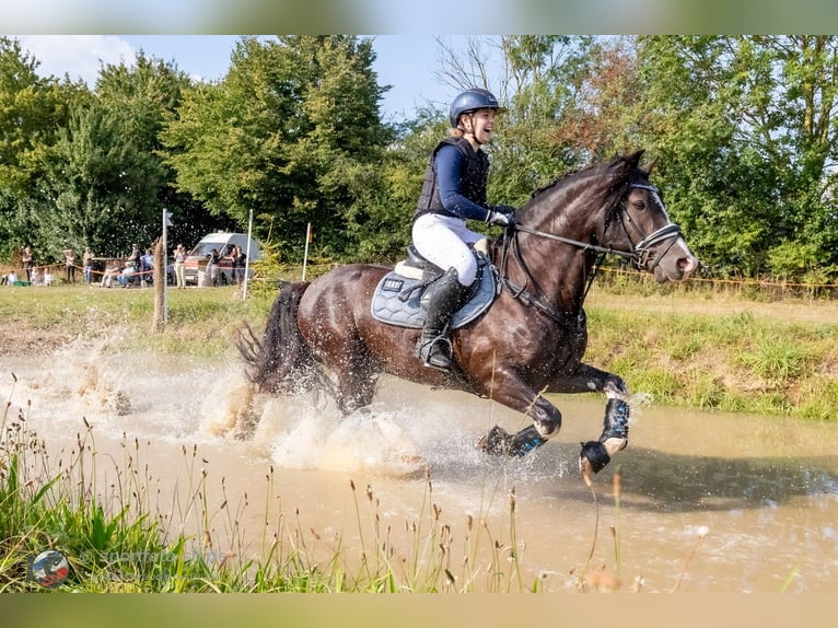 Welsh-D Étalon 9 Ans 144 cm Noir in Wakendorf