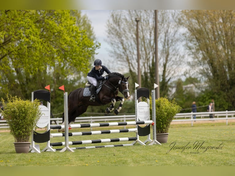 Welsh-D Étalon 9 Ans 144 cm Noir in Preetz