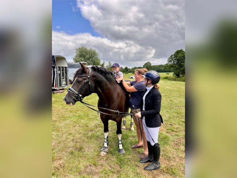 Welsh-D Étalon 9 Ans 144 cm Noir in Preetz