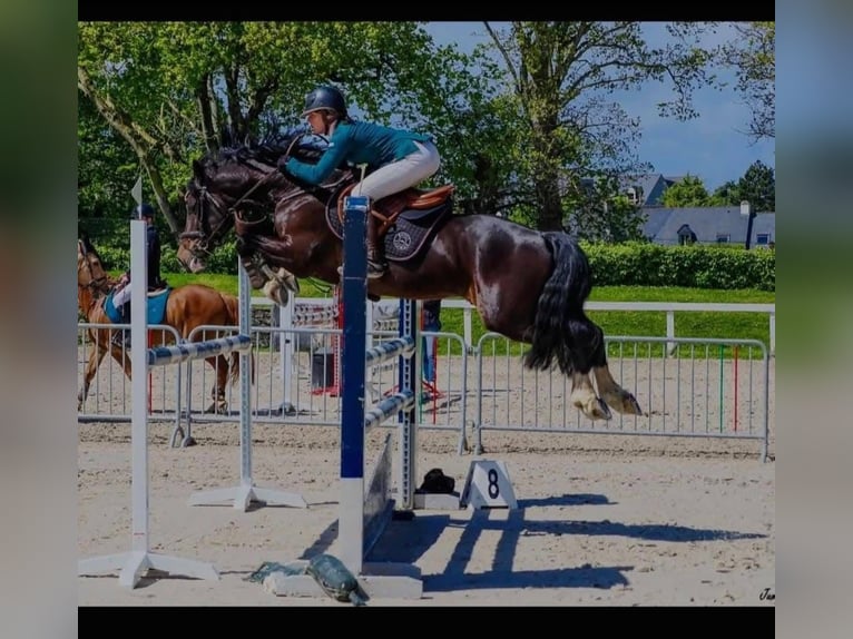 Welsh-D Étalon 9 Ans 147 cm Bai brun foncé in La flèche
