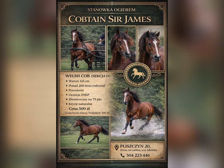 Welsh-D Étalon Bai cerise in Lublin