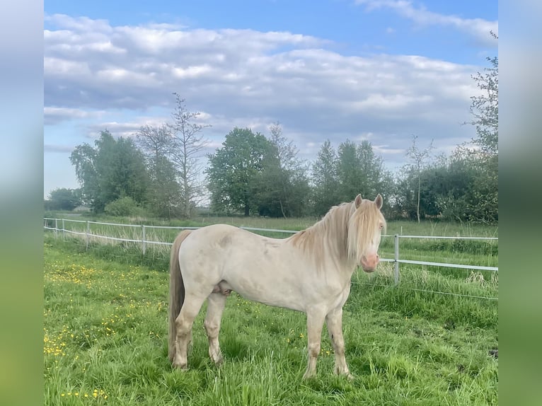 Welsh-D Étalon Perlino in Itzehoe