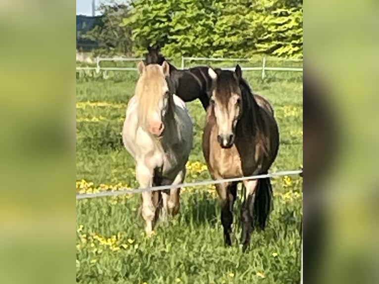 Welsh-D Étalon Perlino in Itzehoe