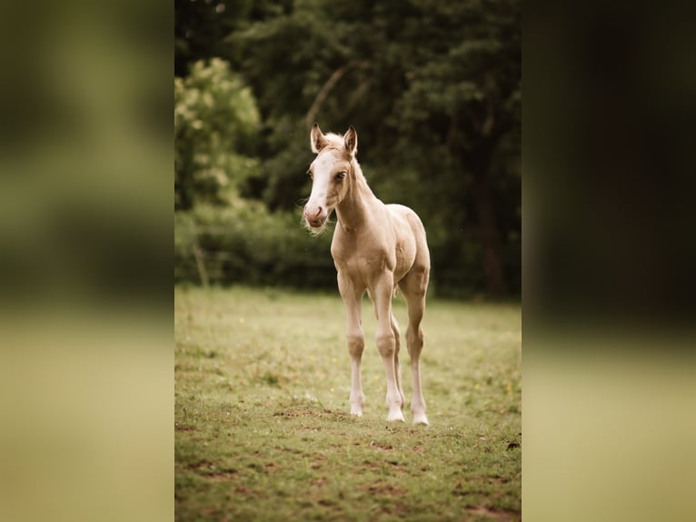 Welsh-D Étalon Poulain (05/2026) Buckskin in Eschwege