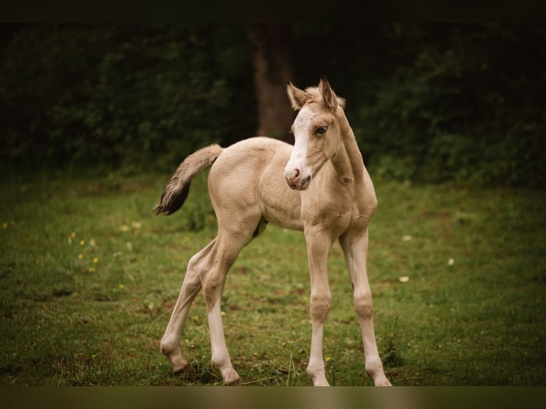 Welsh-D Étalon Poulain (05/2026) Buckskin in Eschwege