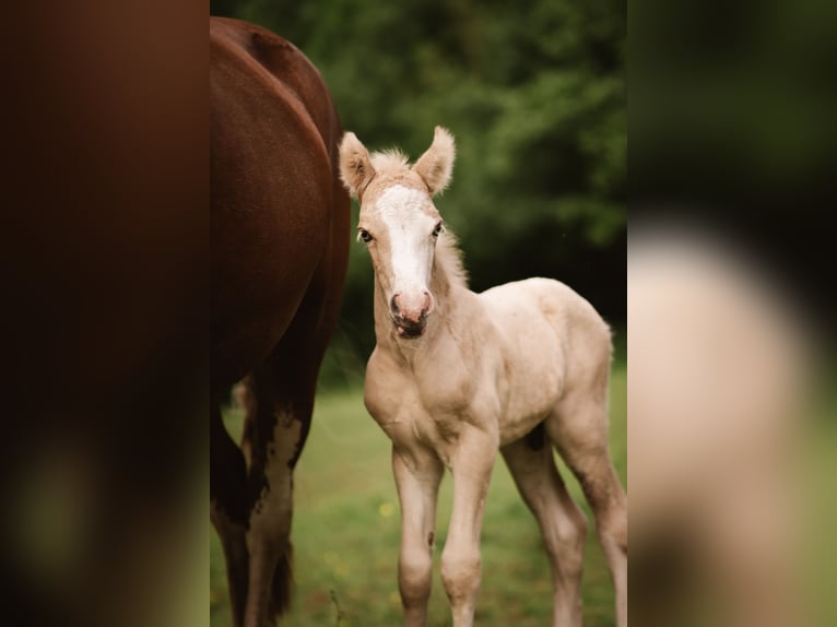 Welsh-D Étalon Poulain (06/2026) Palomino in Eschwege