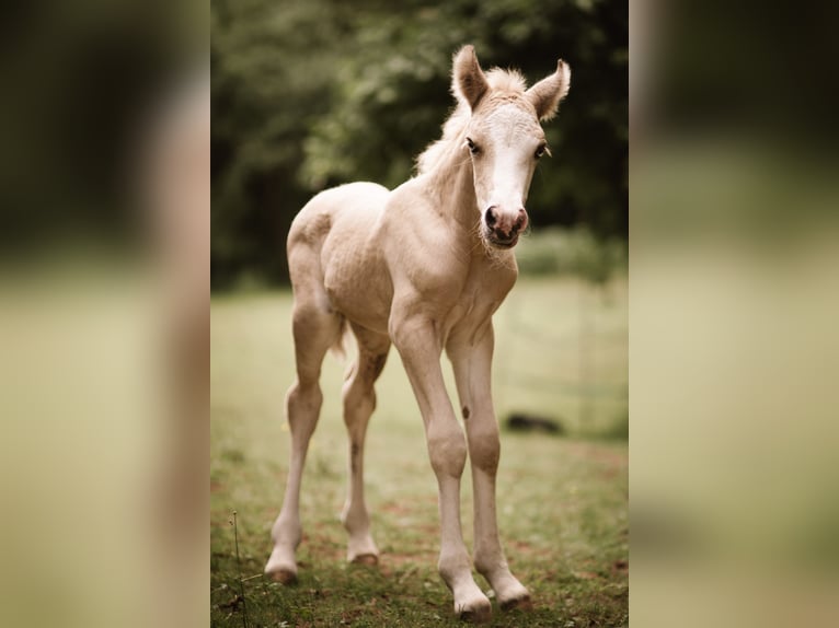 Welsh-D Étalon Poulain (06/2026) Palomino in Eschwege