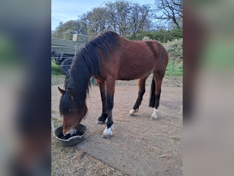 Welsh-D Giumenta 10 Anni 146 cm Baio in Hohenahr