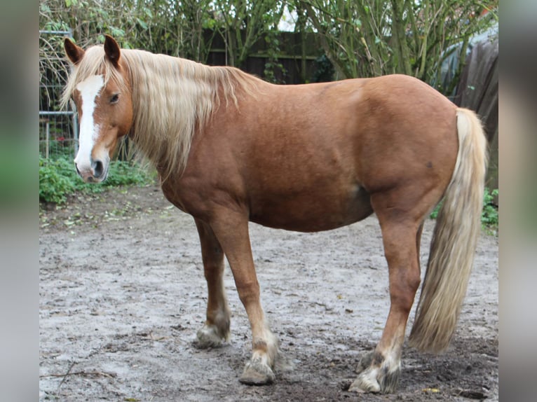 Welsh-D Giumenta 10 Anni 152 cm Sauro in Waltersdorf