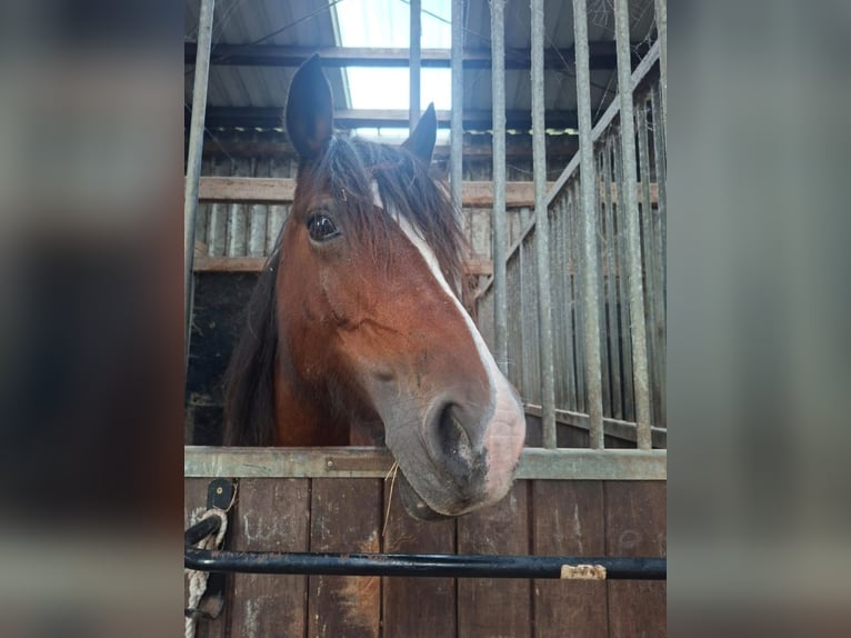 Welsh-D Giumenta 11 Anni 144 cm Baio in Filsum