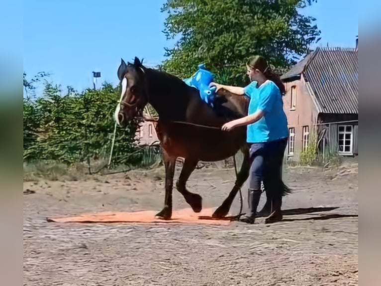 Welsh-D Giumenta 11 Anni 144 cm Baio in Filsum