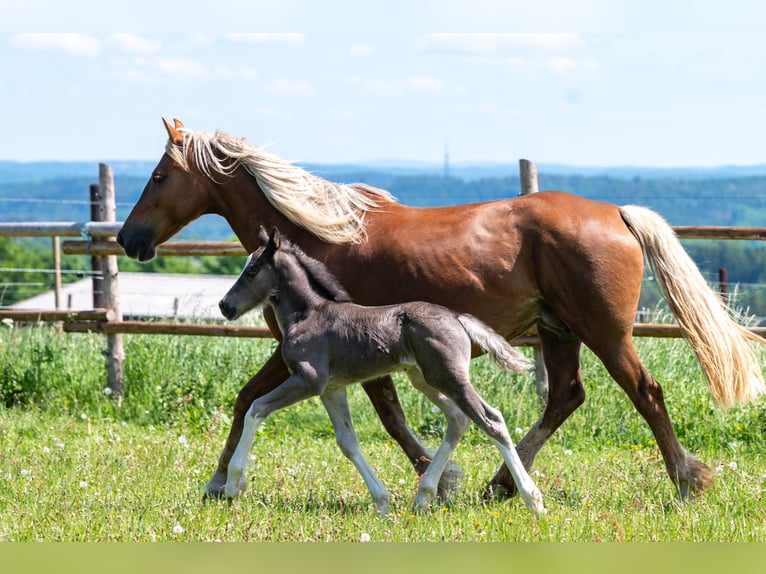 Welsh-D Giumenta 12 Anni 147 cm  in Schleiden