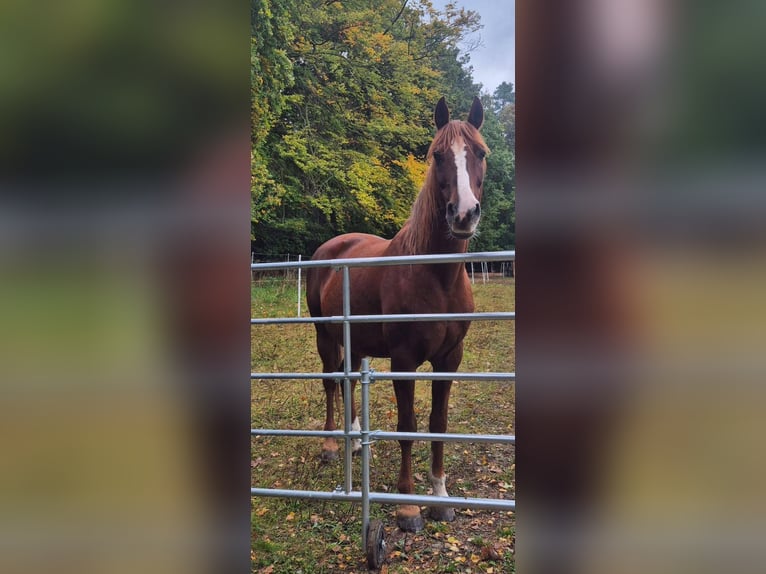 Welsh-D Giumenta 12 Anni 150 cm Sauro in Linkenbach